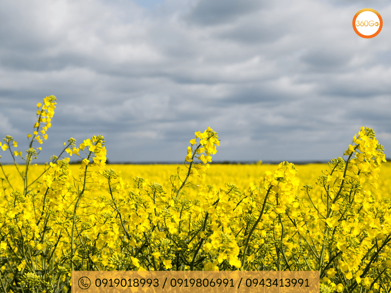 Cánh đồng hoa cải bạt ngàn - Du lịch 360Go