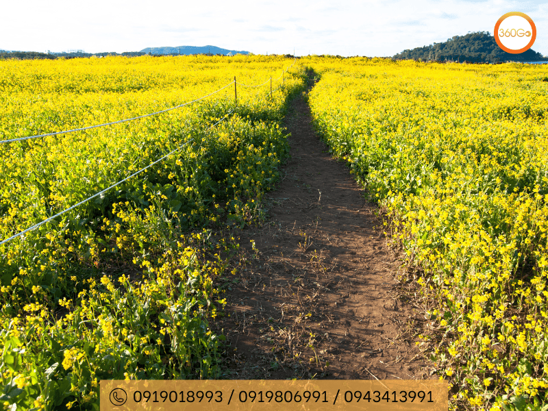 Hoa cải rực rỡ sắc vàng - Du lịch 360Go