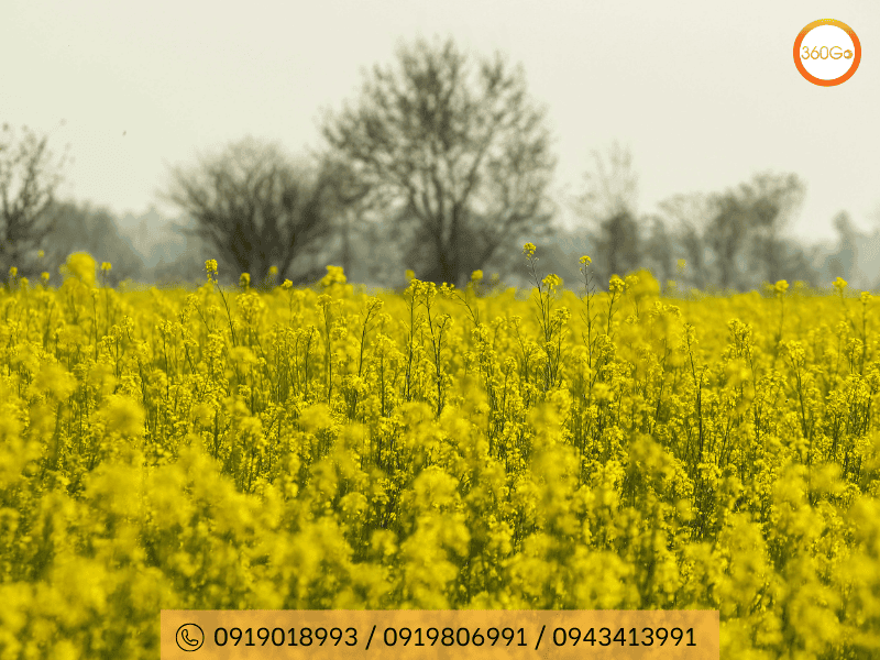Hoa cải vàng bắt đầu giữa tháng 3 đến cuối tháng 4 - Du lịch 360Go