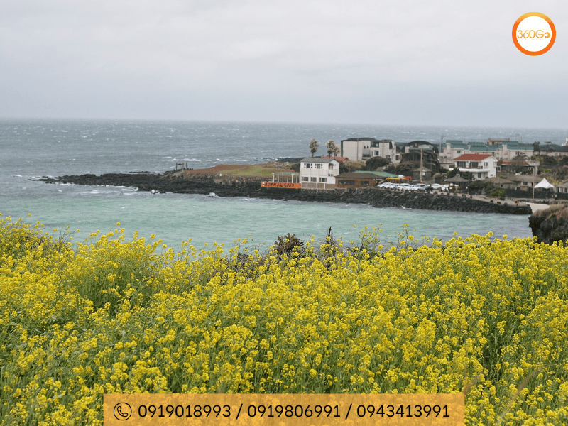 Hoa cải vàng biểu tượng khởi đầu sự tái sinh - Du lịch 360Go