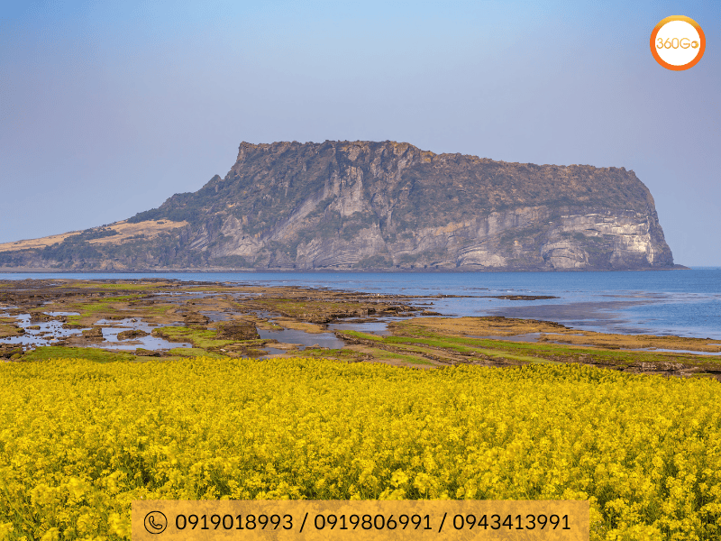 Hoa cải vàng đảo Jeju - Du lịch 360Go 