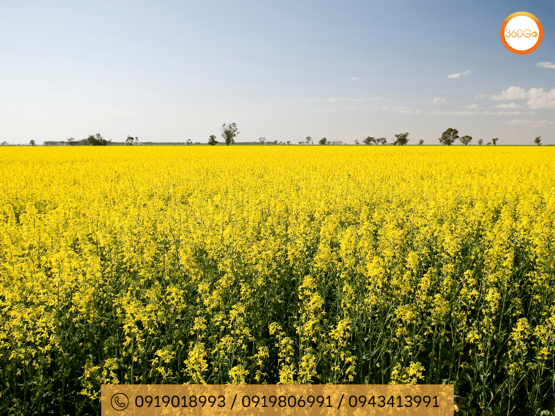 Hoa cải vàng khởi đầu cho sự tốt đẹp - Du lịch 360Go