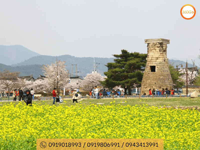 Hoa cải vàng ở Hàn Quốc - Du lịch 360Go 