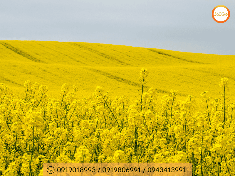 Mùa hoa cải vàng ở Hàn Quốc - Bản hòa ca sắc xuân - Du lịch 360Go