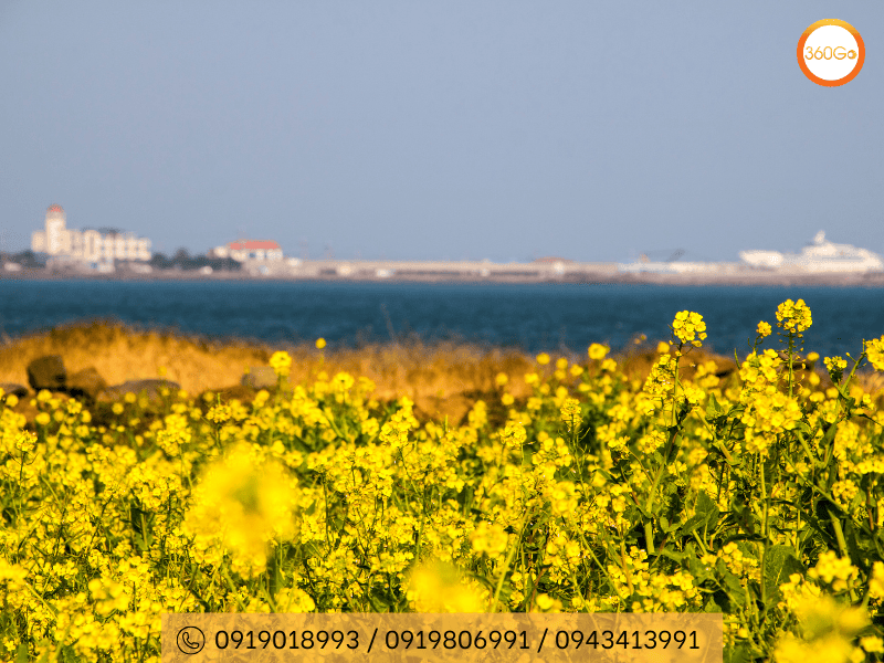 Sắc vàng hoa cải bên bờ biển lãng mạn - Du lịch 360Go 