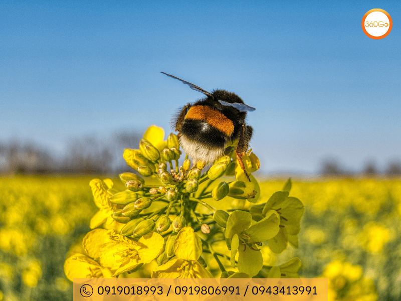 Vẻ đẹp rực rỡ của mùa hoa cải vàng ở Hàn Quốc - Du lịch 360Go 