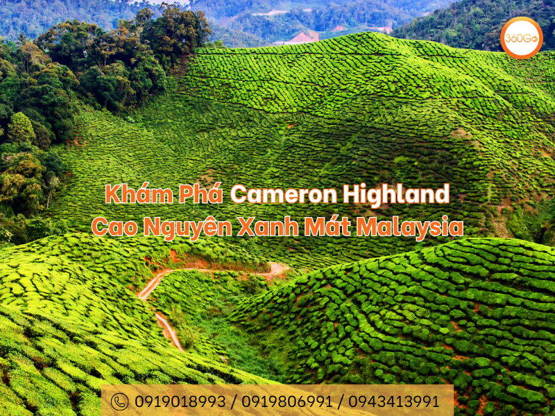 Khám Phá Cameron Highland: Cao Nguyên Xanh Mát Malaysia