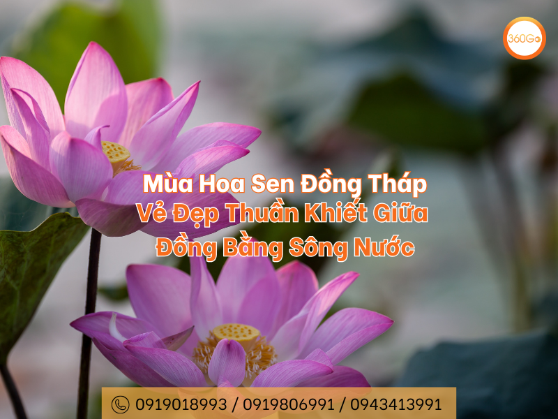 Mùa Hoa Sen Đồng Tháp: Vẻ Đẹp Thuần Khiết Đồng Bằng Sông Nước